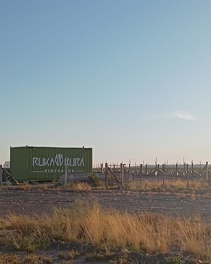 Contenedor de Ruka Kurá frente a las plantaciones de pistacho en Casa de Piedra